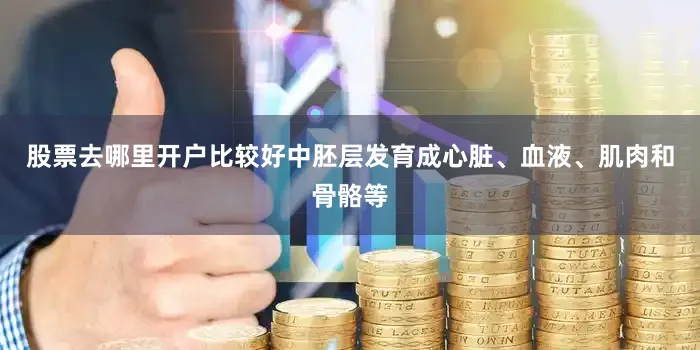 股票去哪里开户比较好中胚层发育成心脏、血液、肌肉和骨骼等
